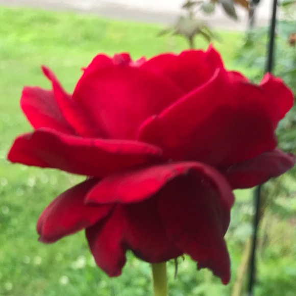 Meet your Posher, Golden. - Picture 1 of 1